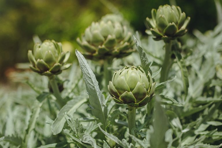 An artichoke in the garden