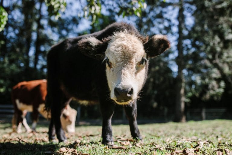 One of our mini cows in the paddock