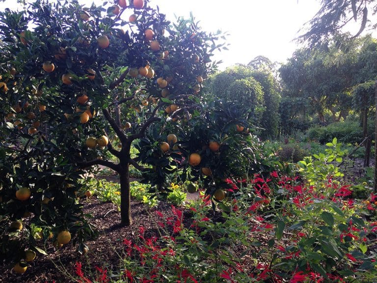 Oranges on the tree