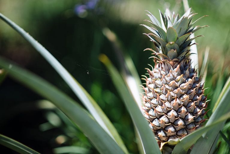 A pineapple growing in the garden