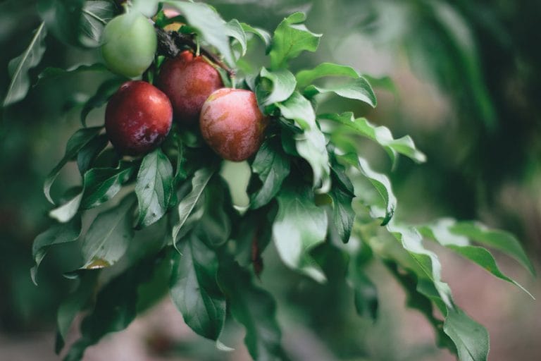 Plums on the branch