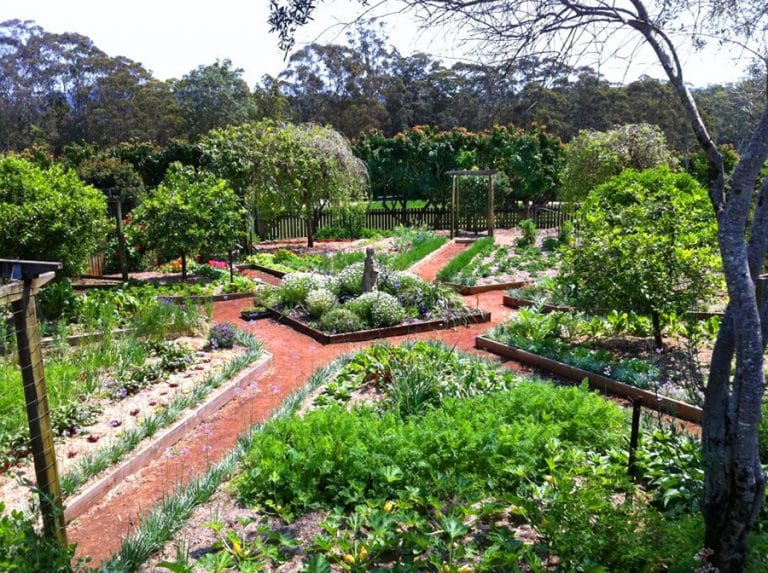 Vegetables in the kitchen garden