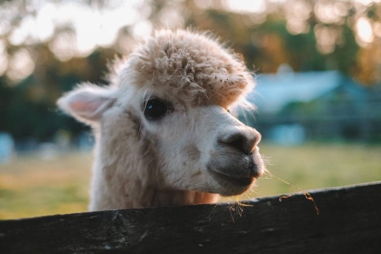 One of the farm alpacas, a short walk from the house