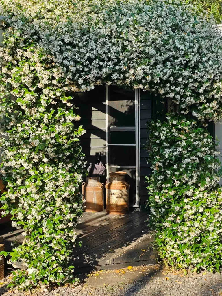 The star jasmine wall and barrels by the door