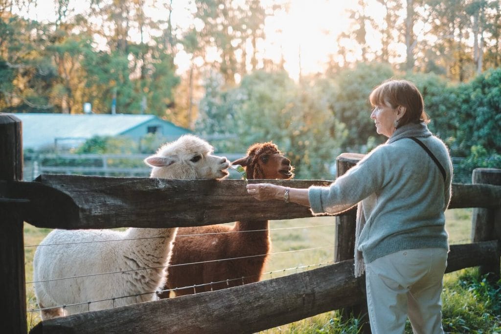 A guest hand-feeding two alpacas over a timber fence at our farm stay on the Sunshine Coast