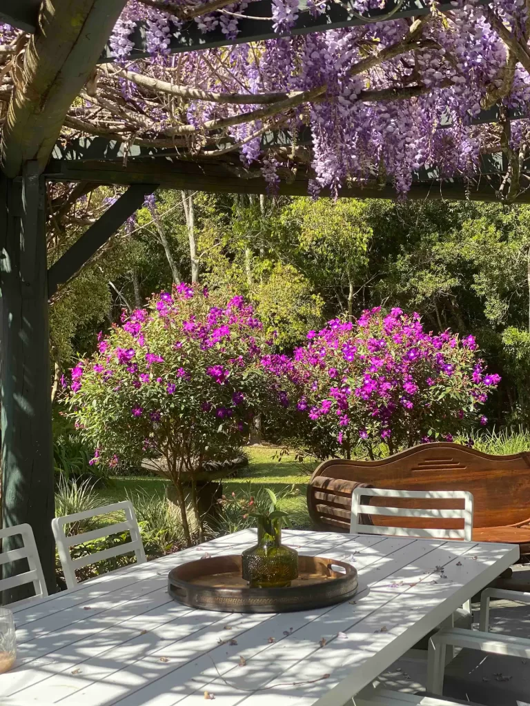 A bench under the bougainvillea