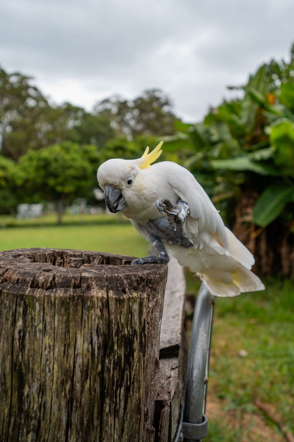 Wilson, our friendly sulphur-crested cockatoo, perched on a fence post