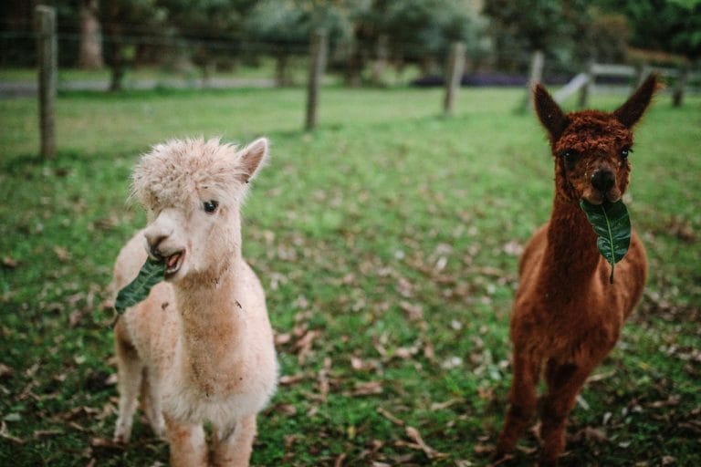 A brown alpaca looking at the camera at our Sunshine Coast farm stay