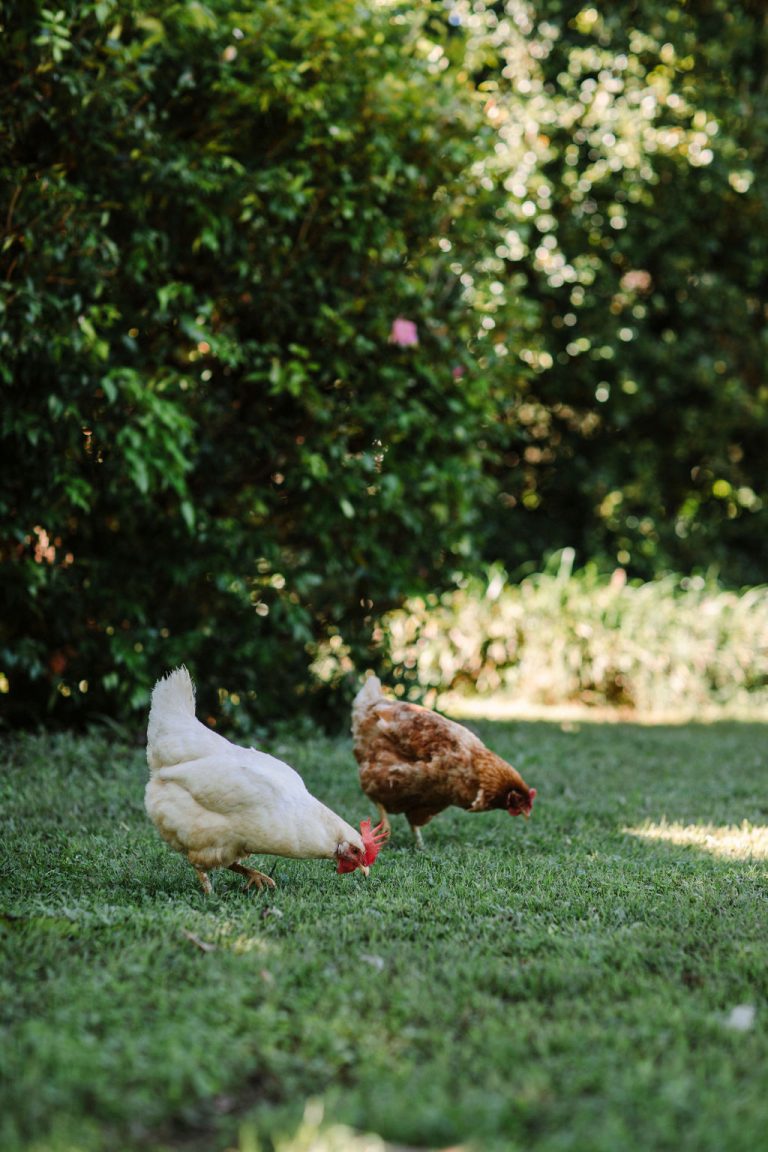 A hen and a rooster on the lawn near the cottage
