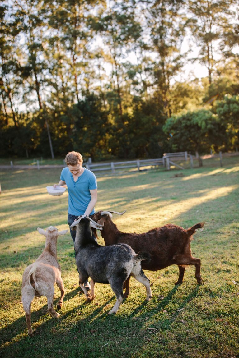 A guest feeding the goats at golden hour