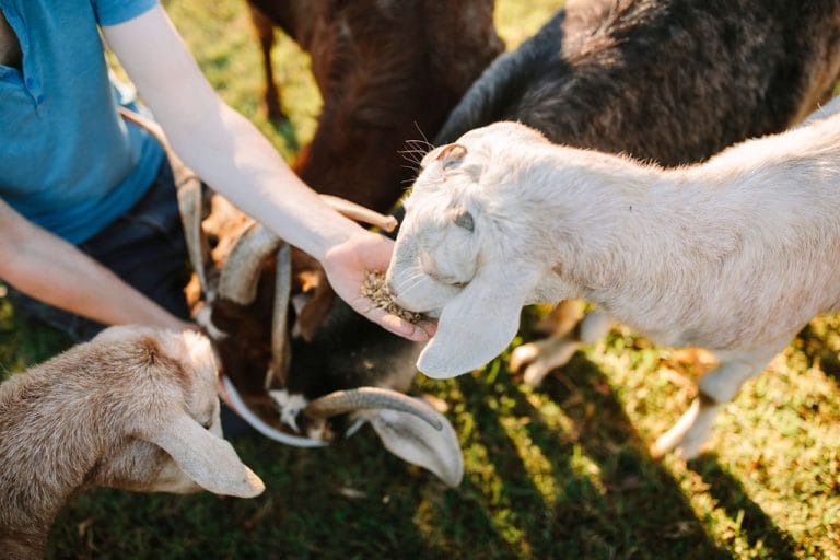 A guest hand-feeding one of our goats