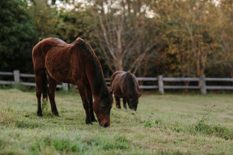 A horse and a pony grazing in the paddock at sunset