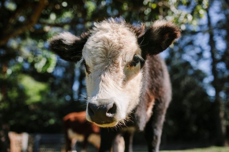 One of our mini cows in the paddock