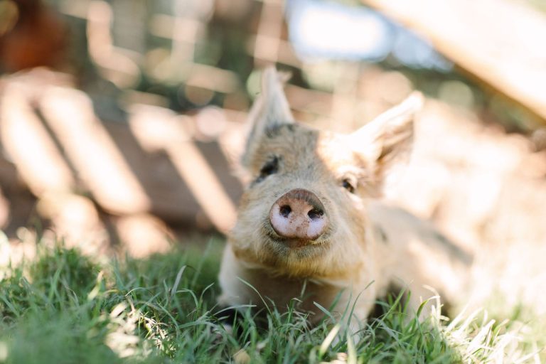 A spotted piglet lying in the grass