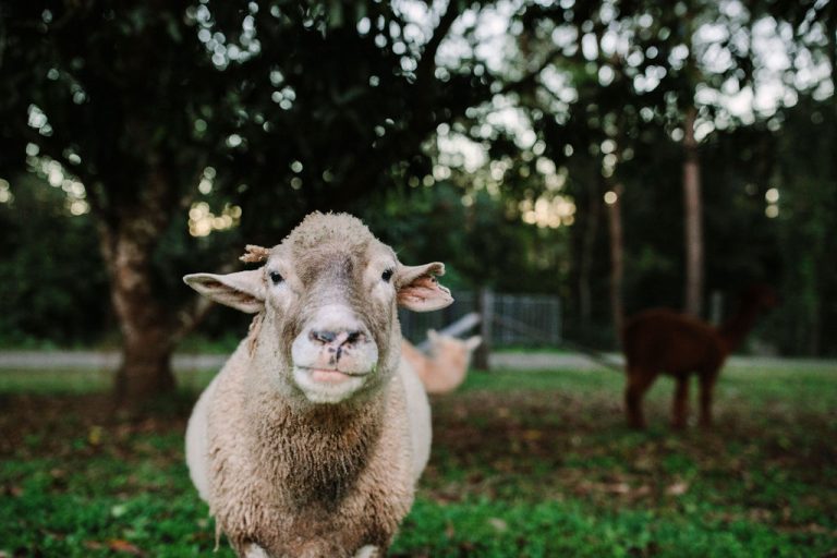 One of our sheep looking at the camera